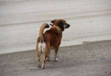 В Карталинском районе продолжается отлов бродячих собак